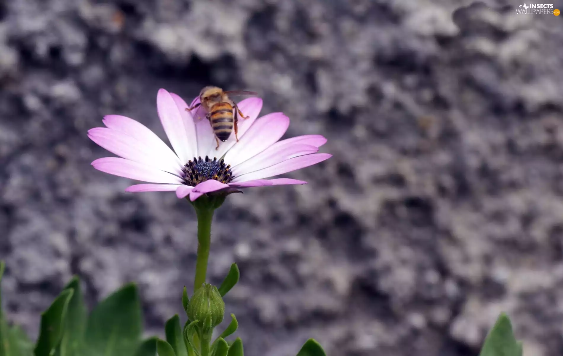 bee, Pink, Colourfull Flowers