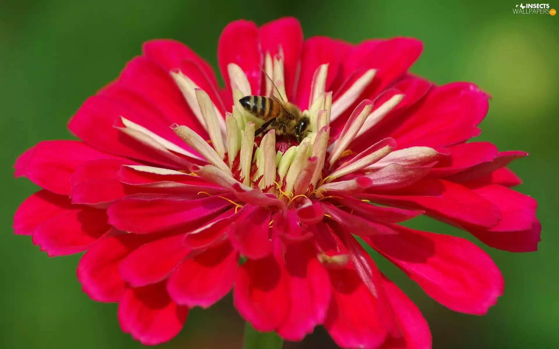 bee, Red, Colourfull Flowers