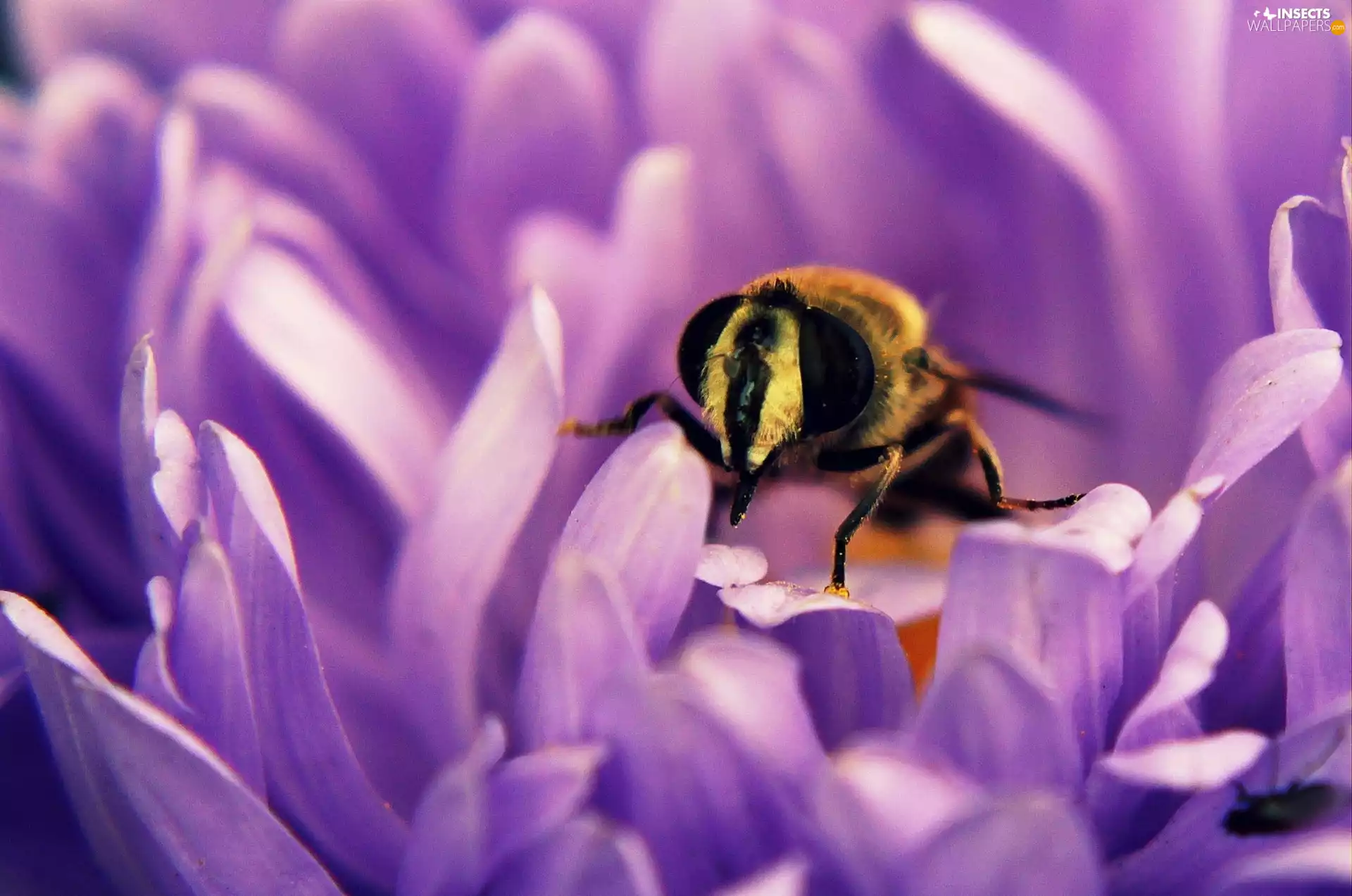 bee, Violet, Colourfull Flowers