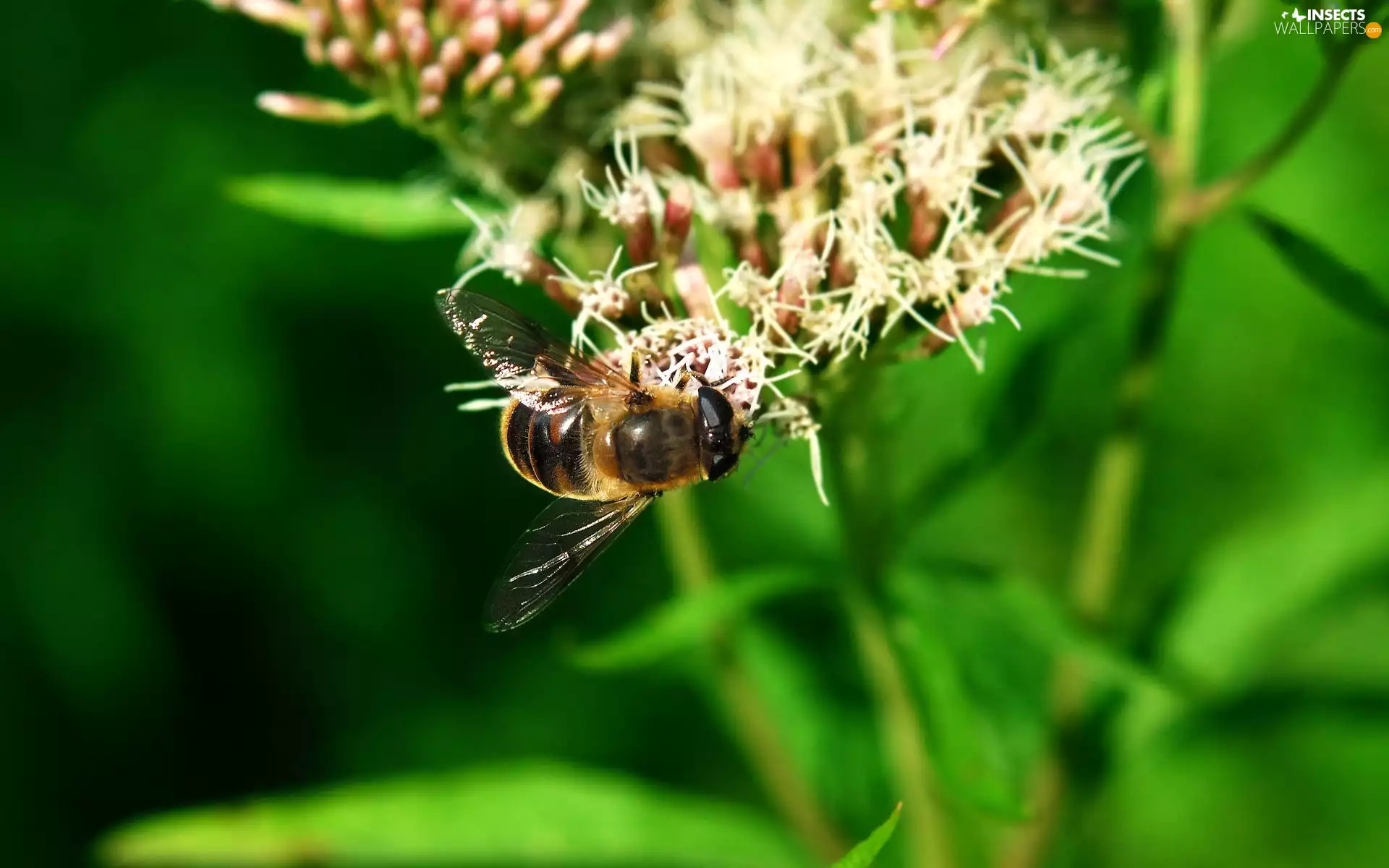 bee, White, Colourfull Flowers