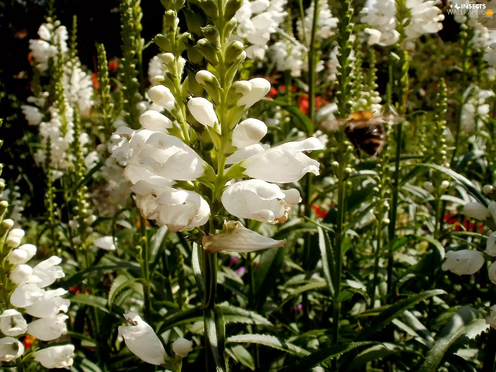 Flowers, Flying, bee