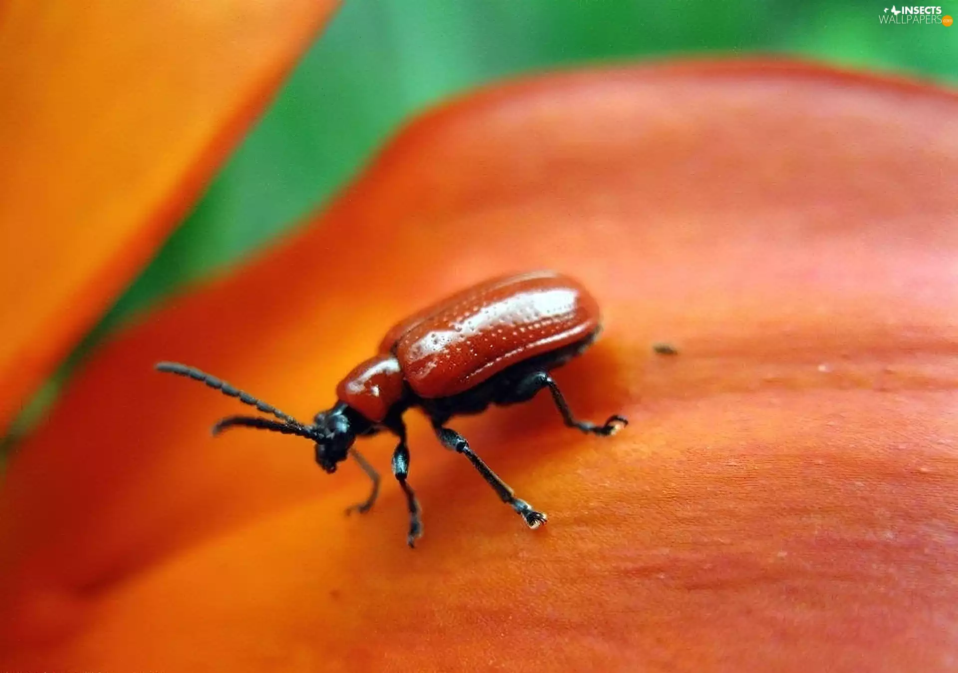 beetle, Orange, Colourfull Flowers