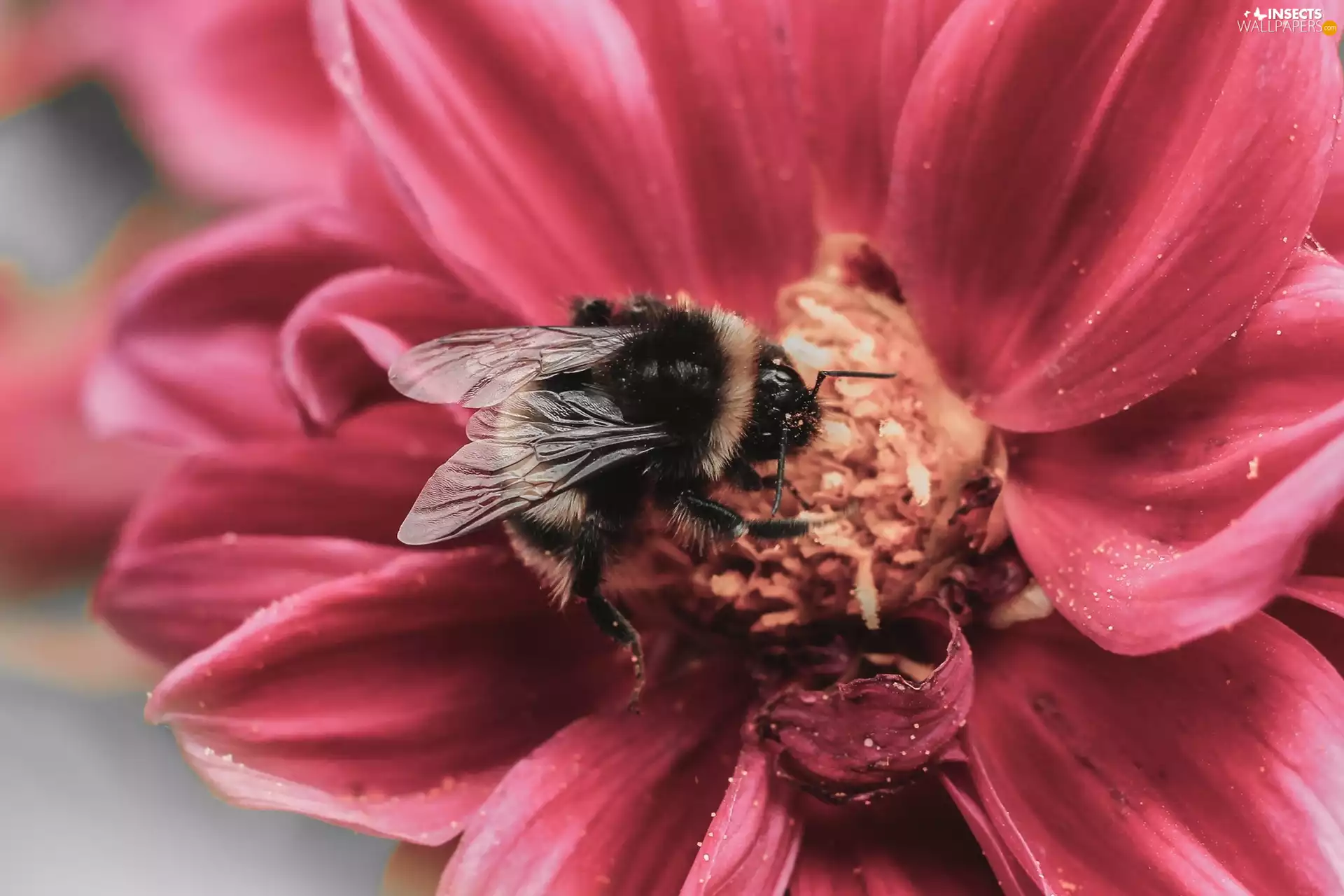 bittern, Pink, Colourfull Flowers