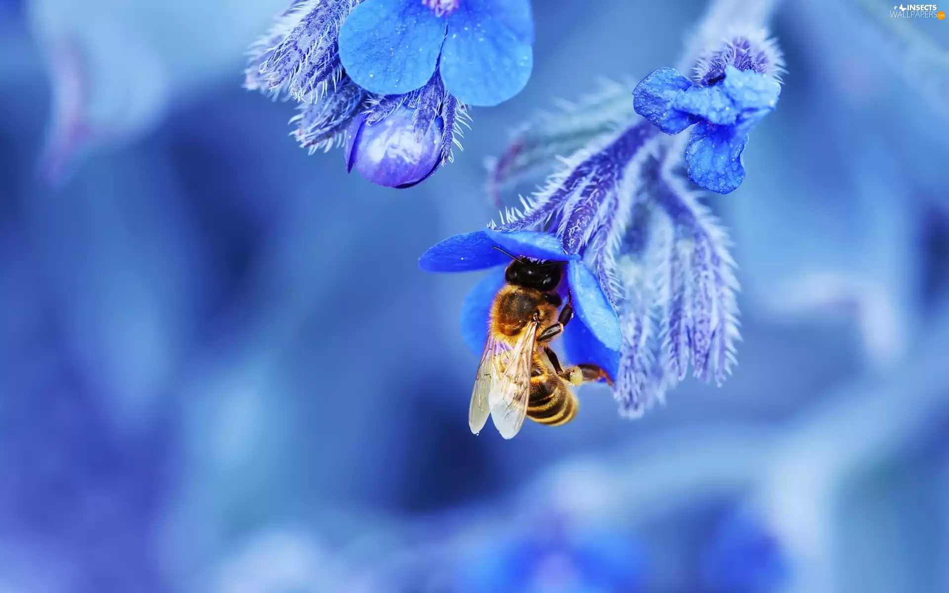 Flowers, bee, Blue