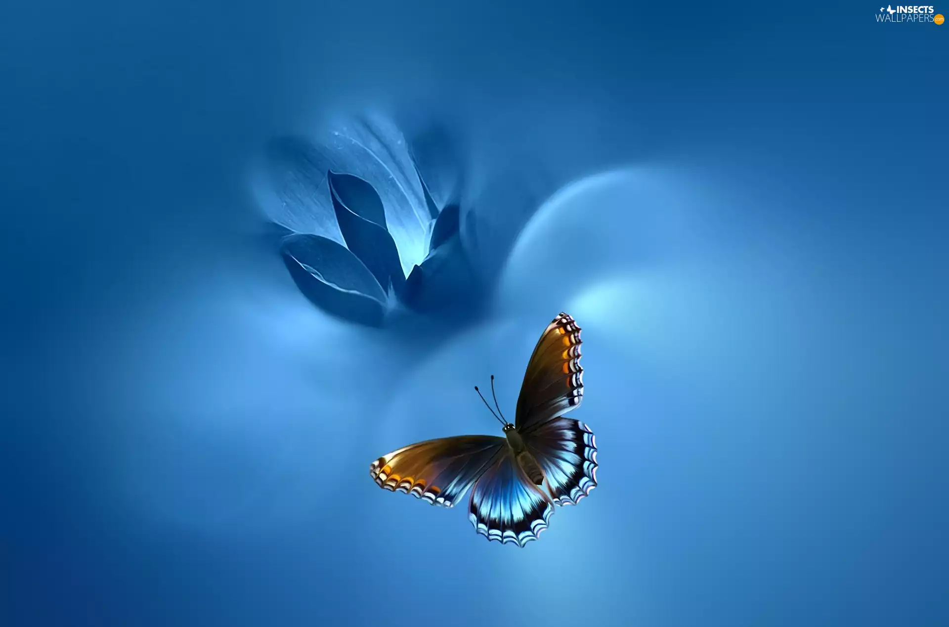 Colourfull Flowers, Blue, background, butterfly