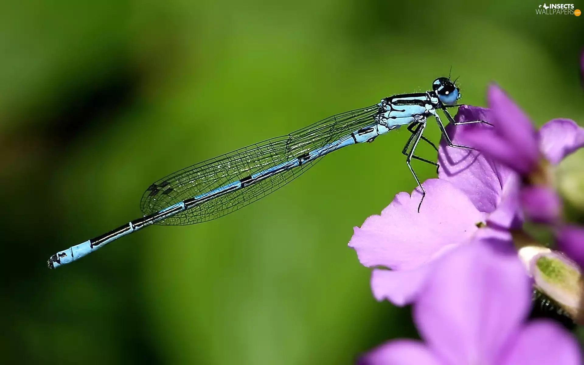 Colourfull Flowers, Blue, dragon-fly