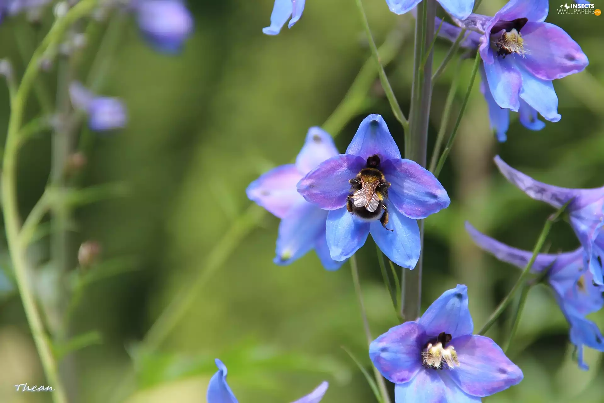 Blue, dumbledor, Insect, Flowers