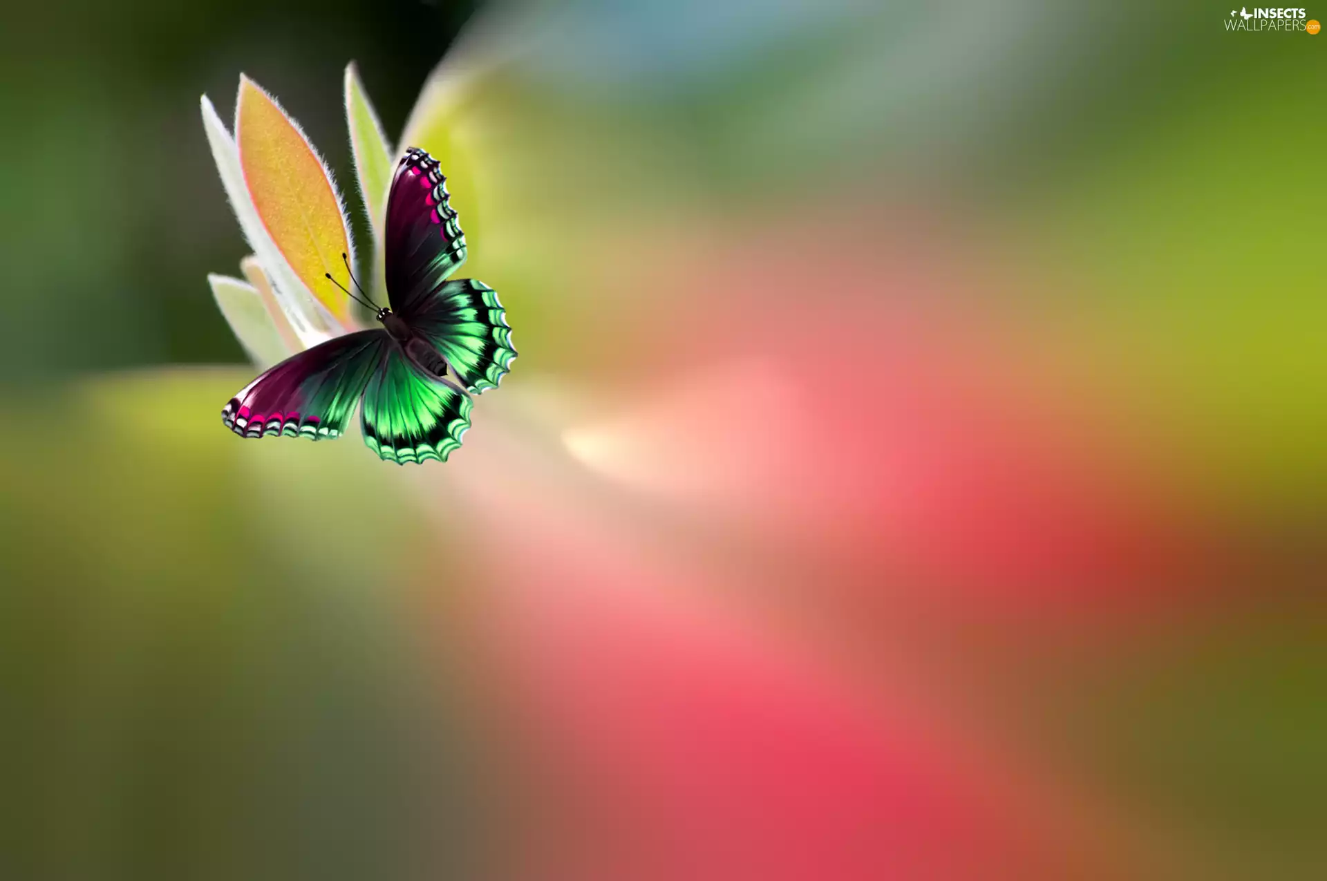 blur, butterfly, Colourfull Flowers