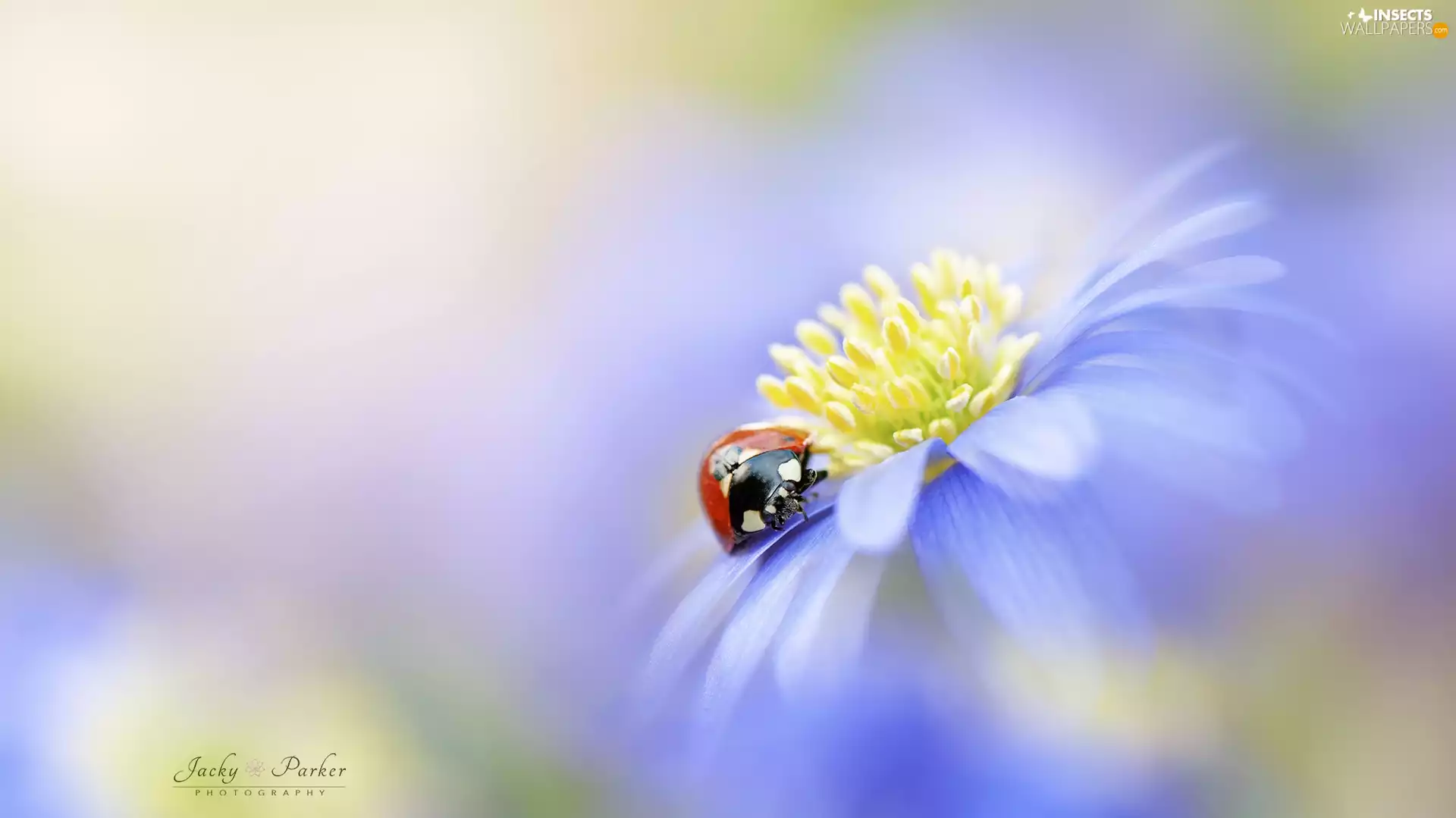 Colourfull Flowers, blur, Close, ladybird
