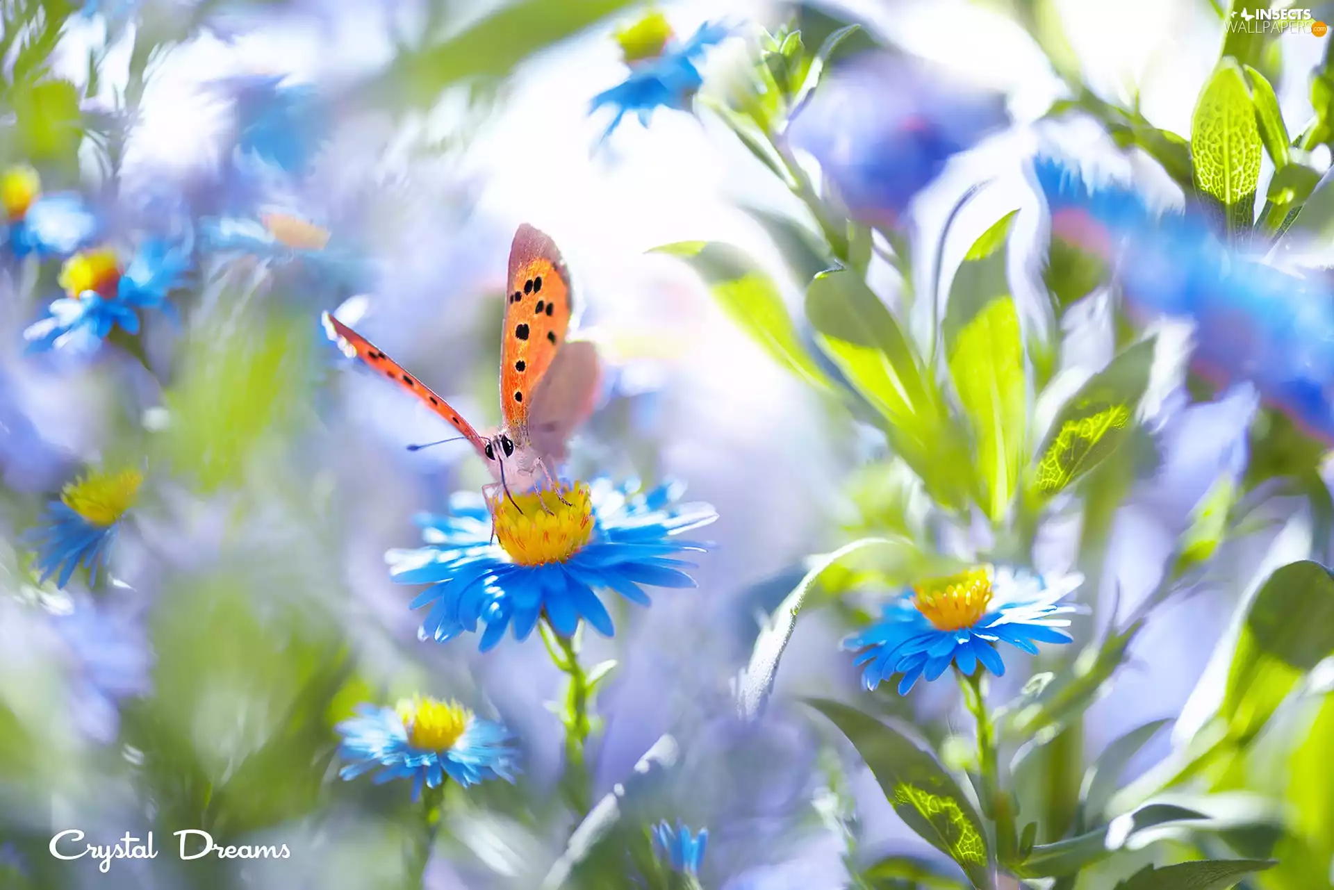 butterfly, Flowers, blurry background, Blue