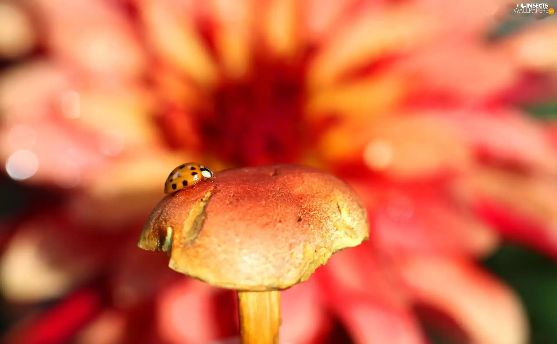 Colourfull Flowers, bolete, ladybird, Mushrooms