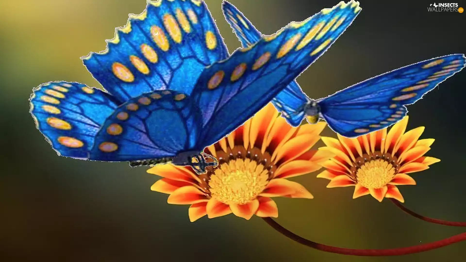 Flowers, Blue, butterflies