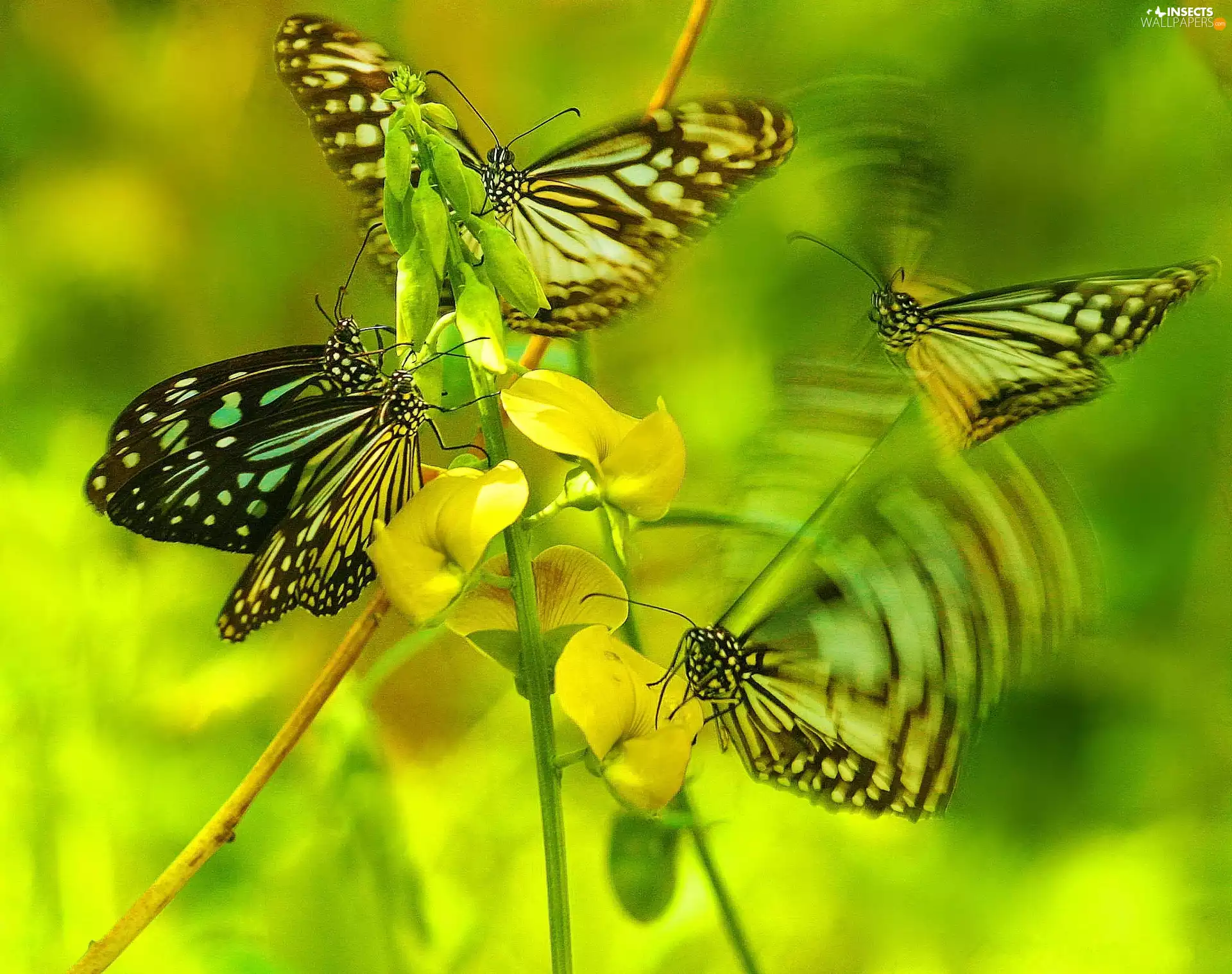 Flowers, graphics, butterflies
