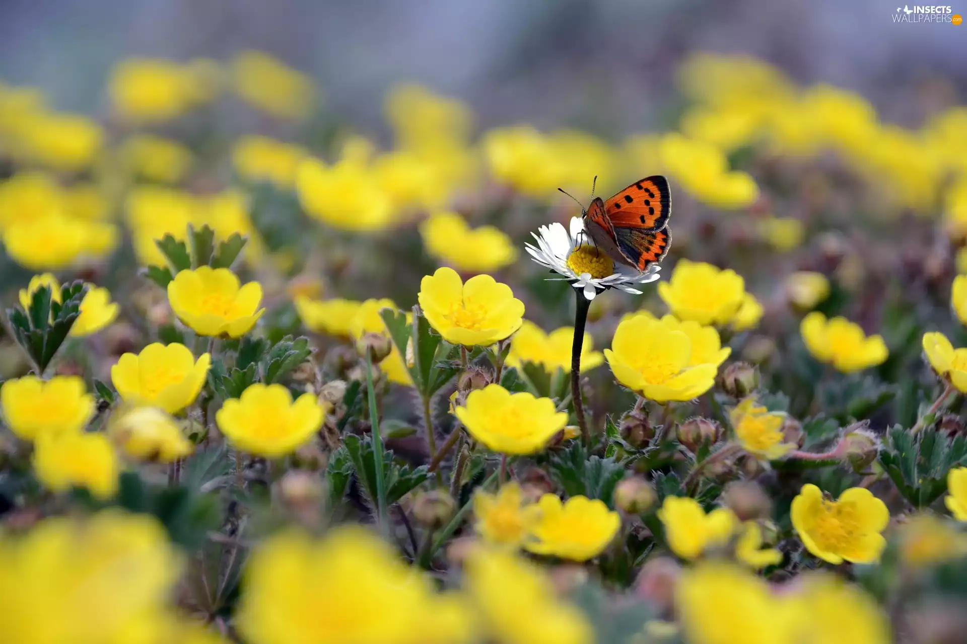 Flowers, butterfly