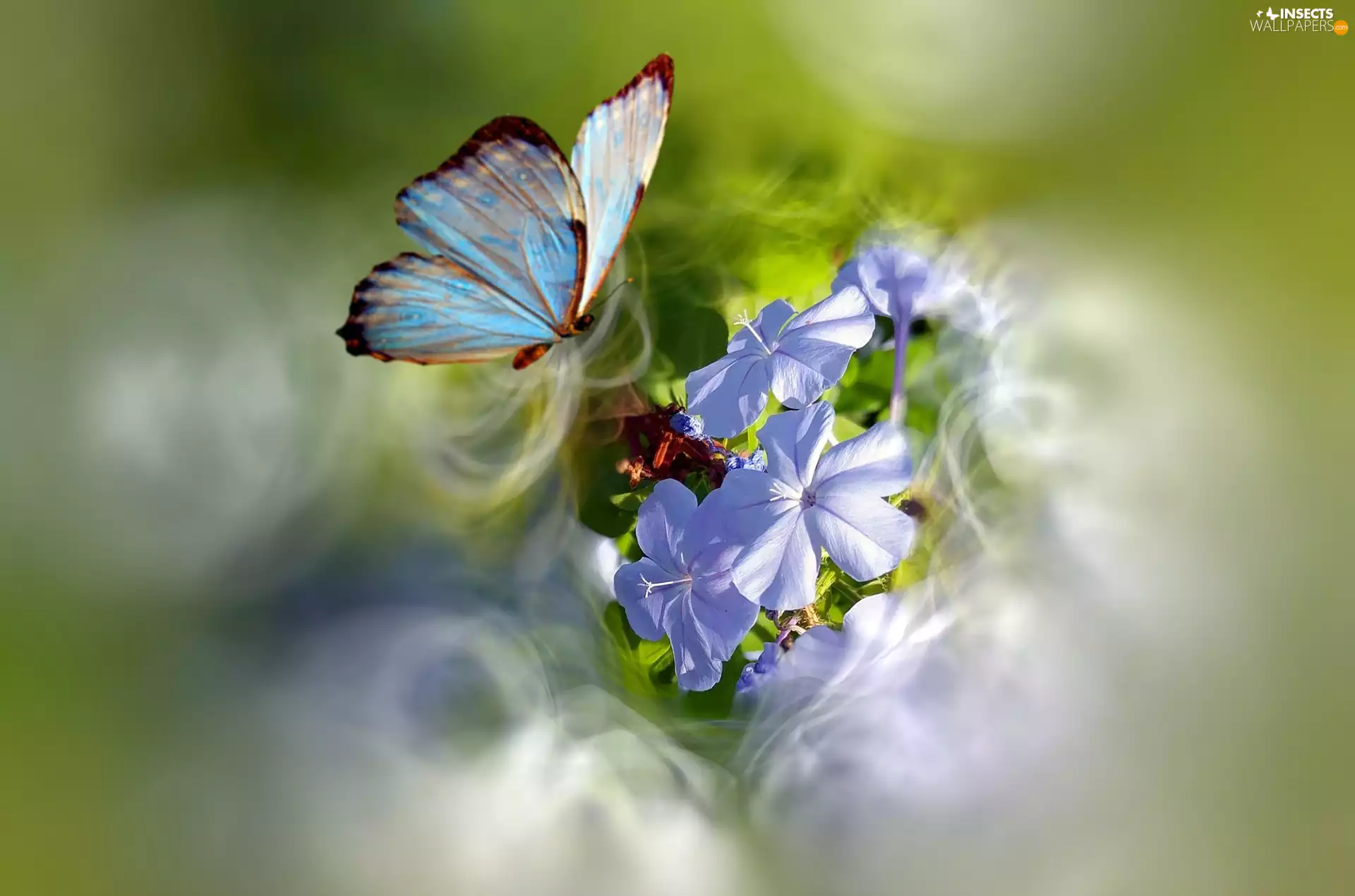 Flowers, butterfly