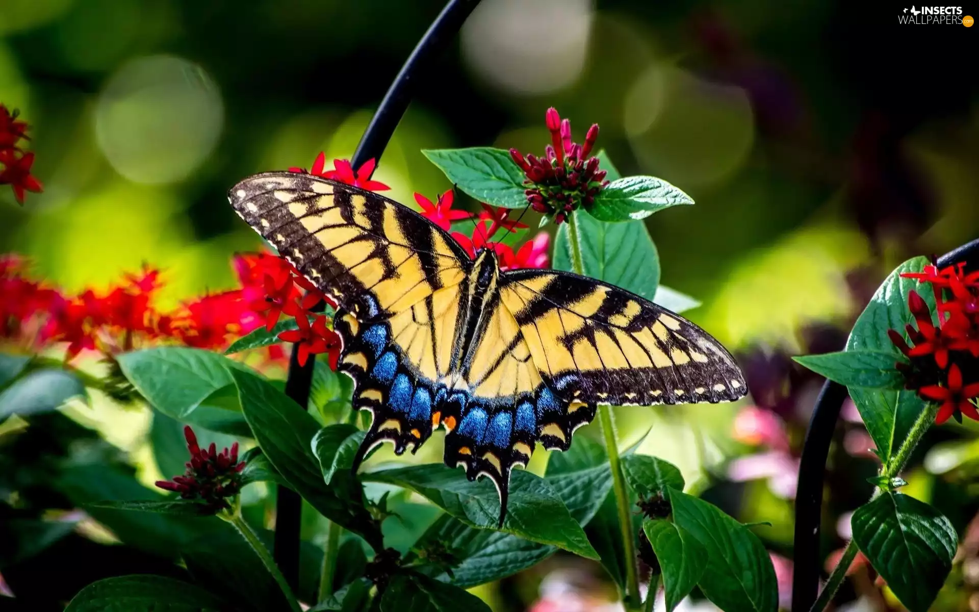 Flowers, Beatyfull, butterfly