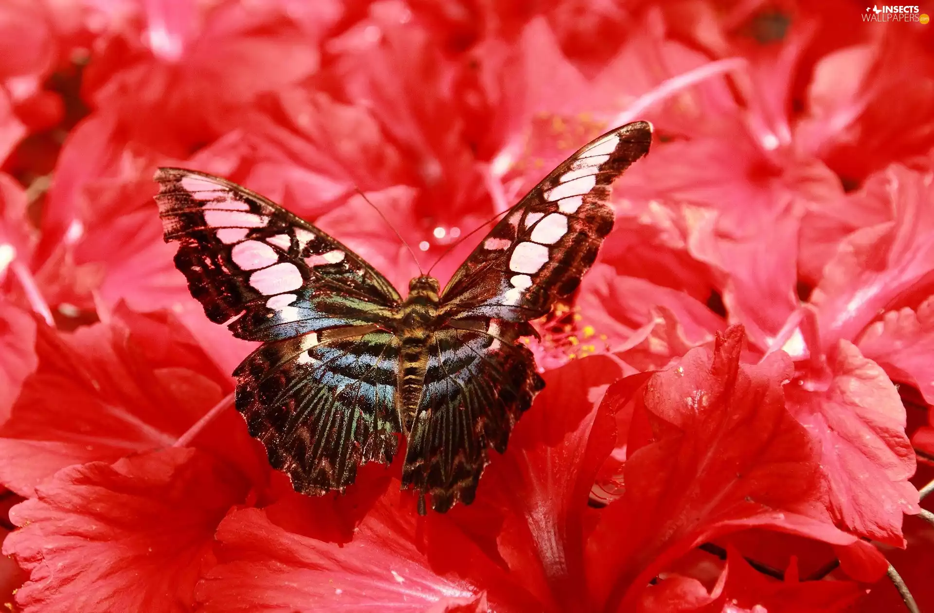 Flowers, Beatyfull, butterfly