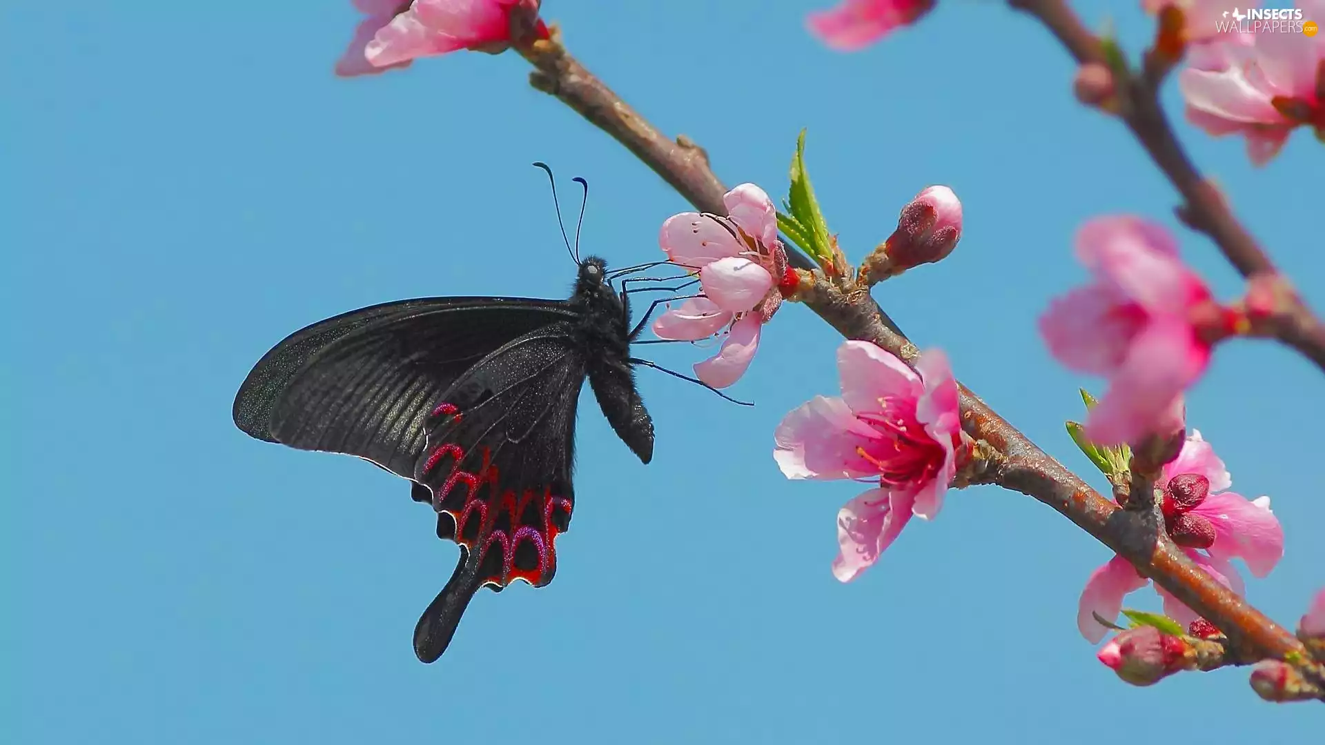 Pink, Flowers, butterfly, Twigs, Black