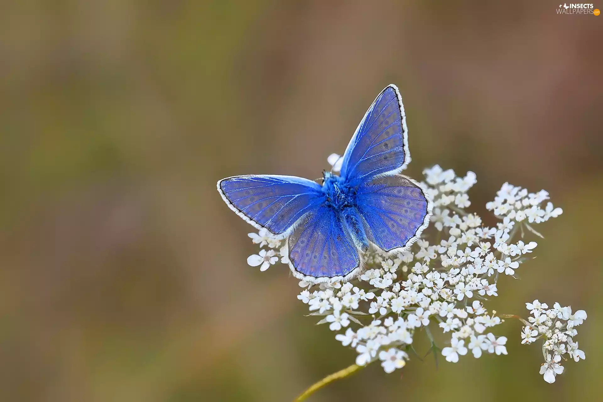 White, Flowers, butterfly, butterfly, blue