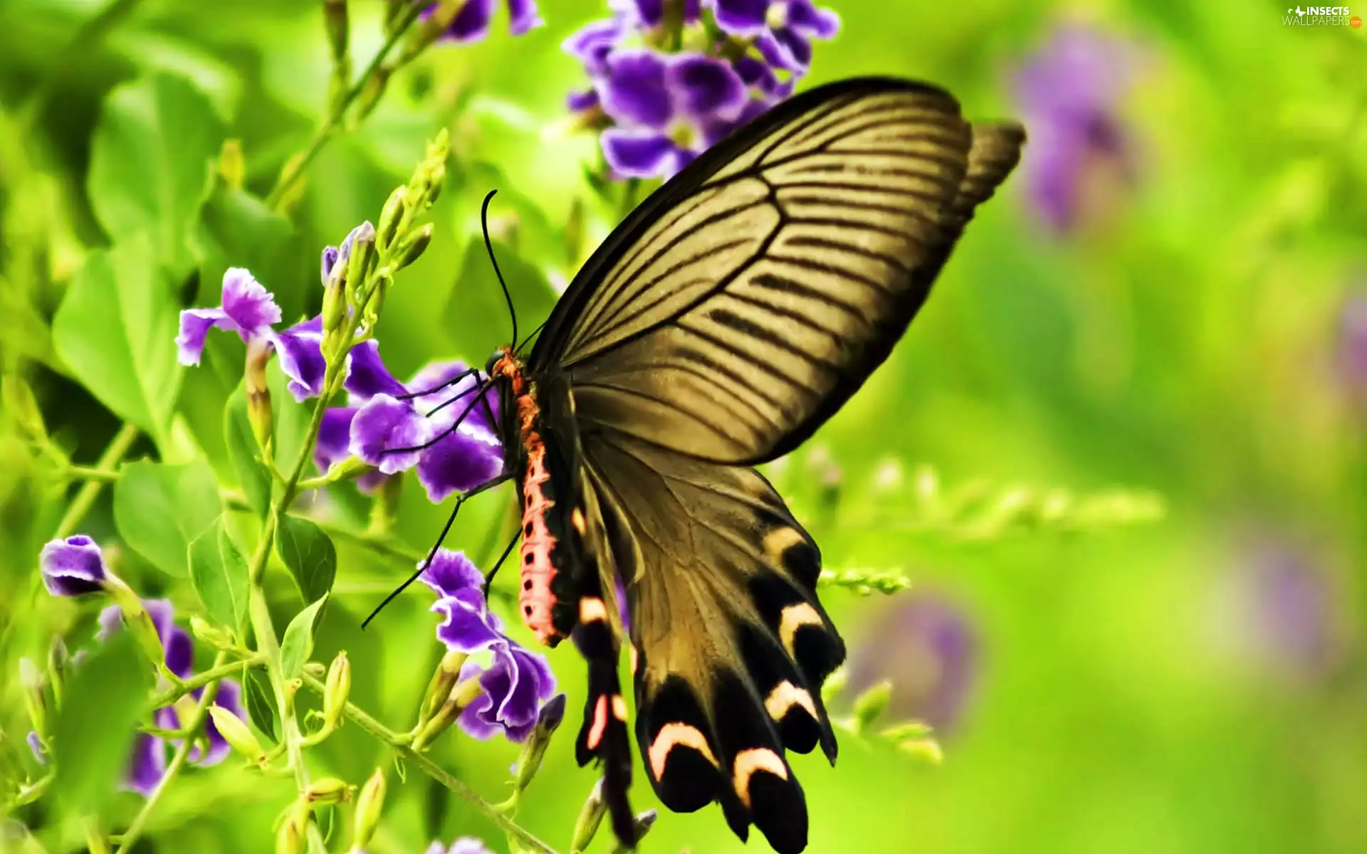 butterfly, rapprochement, blur, Flowers