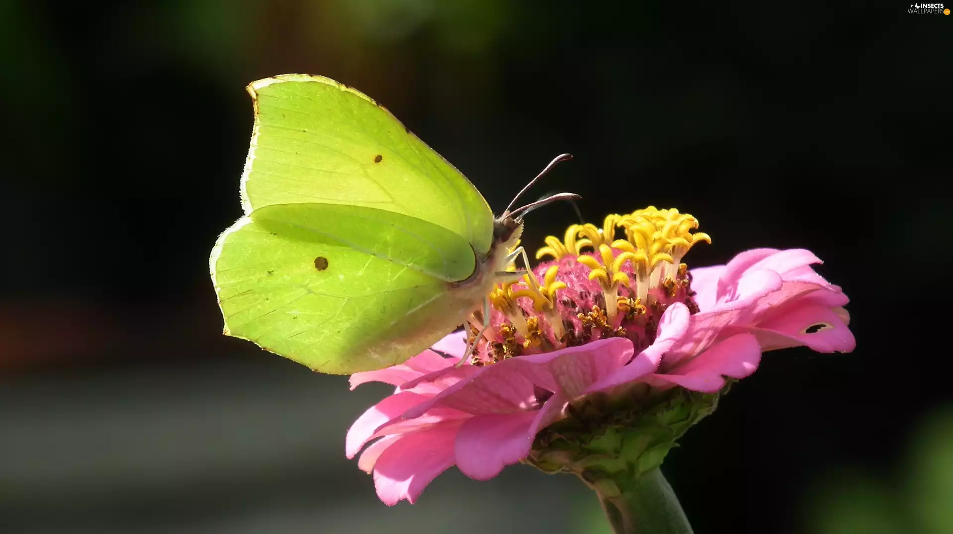 Colourfull Flowers, butterfly, Brimstone Butterfly