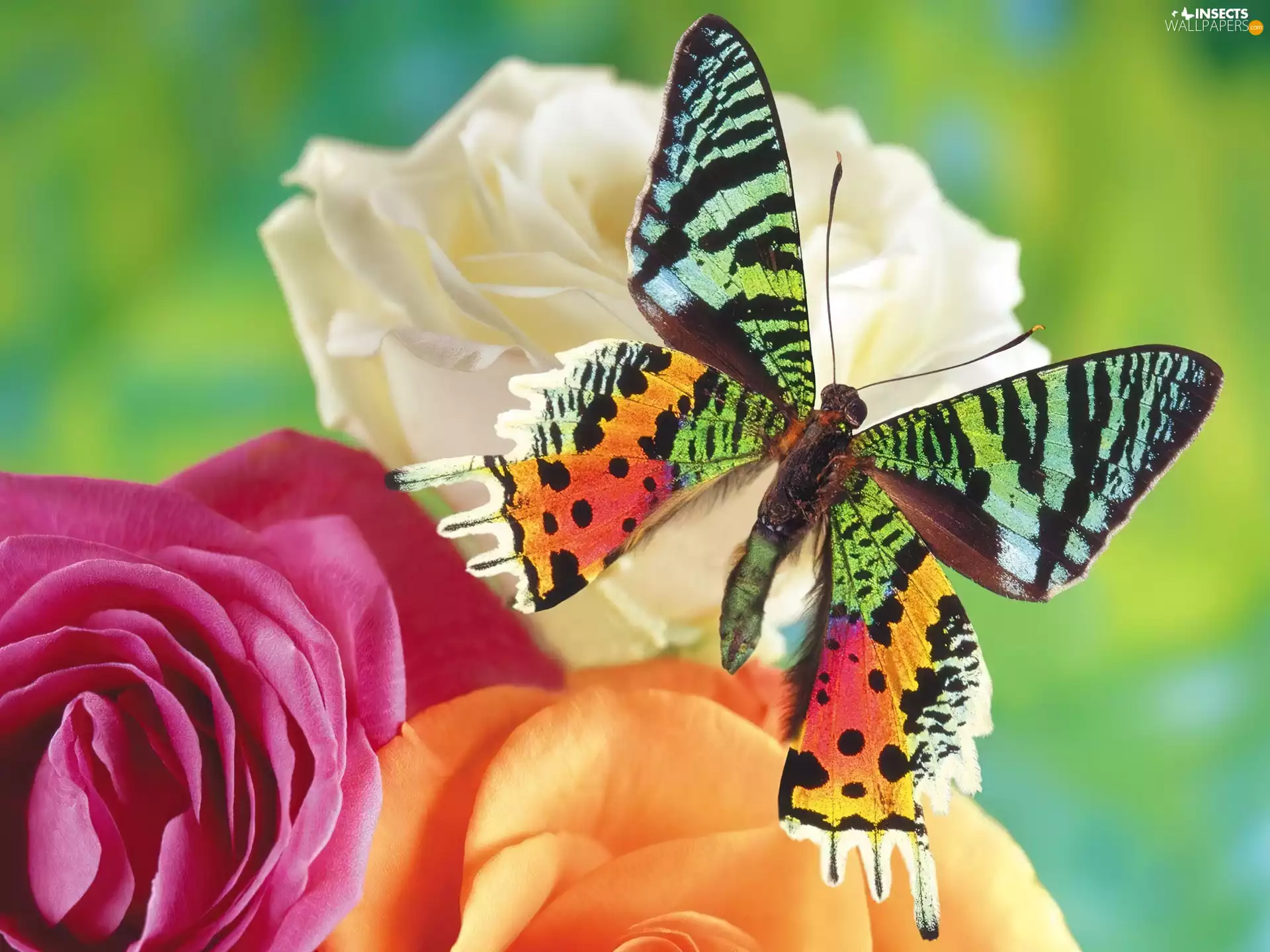 Flowers, color, butterfly
