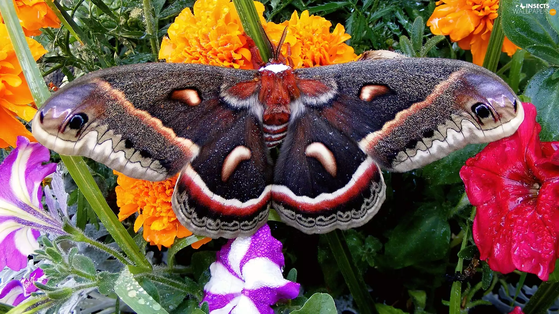 Flowers, color, butterfly