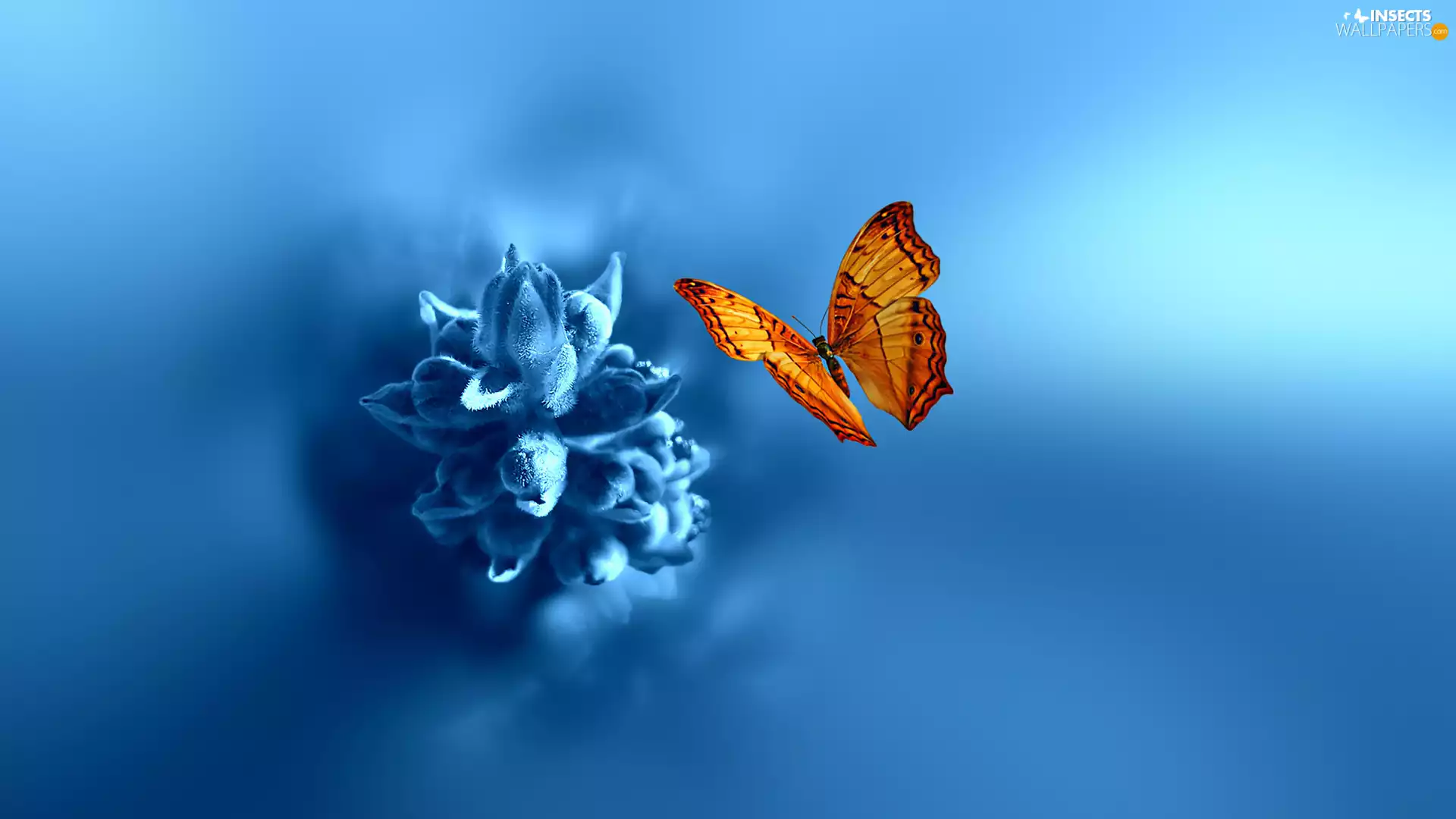 butterfly, blue, Colourfull Flowers