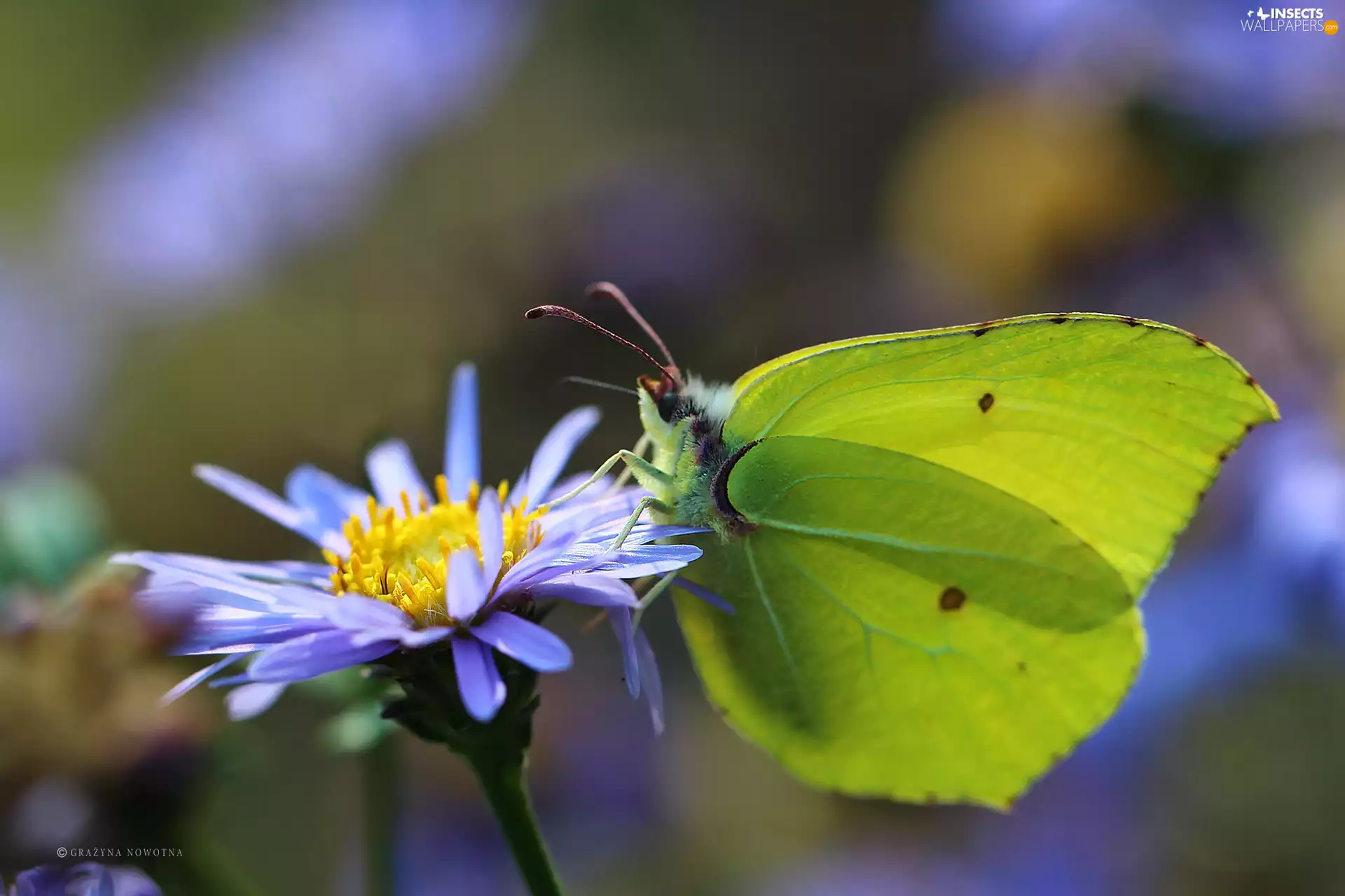 butterfly, Insect, Colourfull Flowers, Brimstone Butterfly