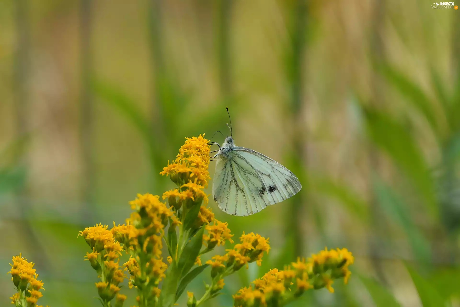 Cabbage Butterfly, Colourfull Flowers, Goldenrod, butterfly