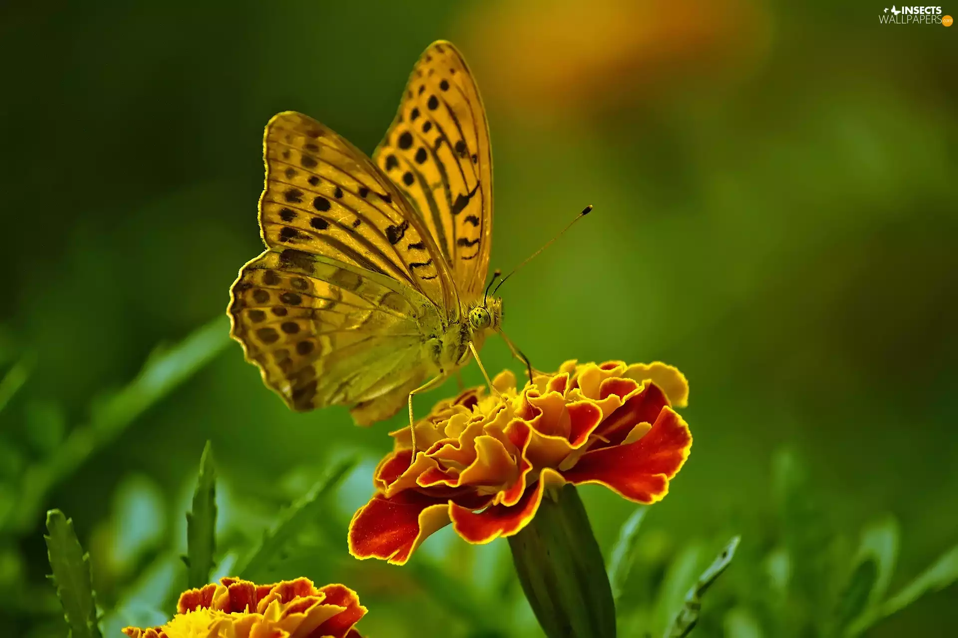 fuzzy, background, Colourfull Flowers, Tagetes, butterfly