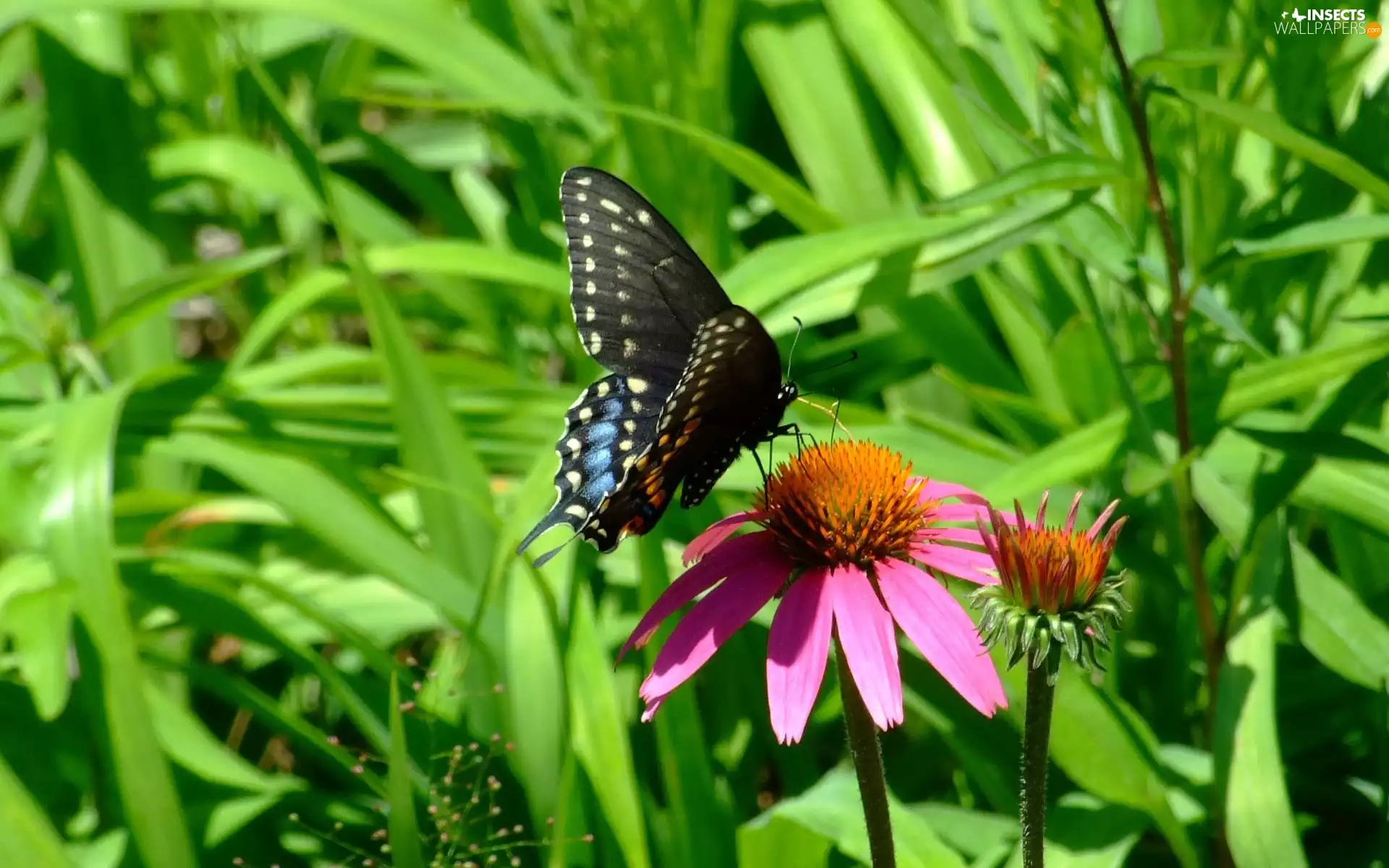 butterfly, grass, Colourfull Flowers