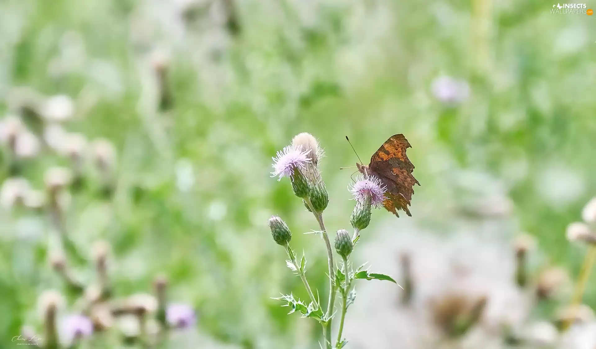 Mermaid Ceik, Colourfull Flowers, teasel, butterfly