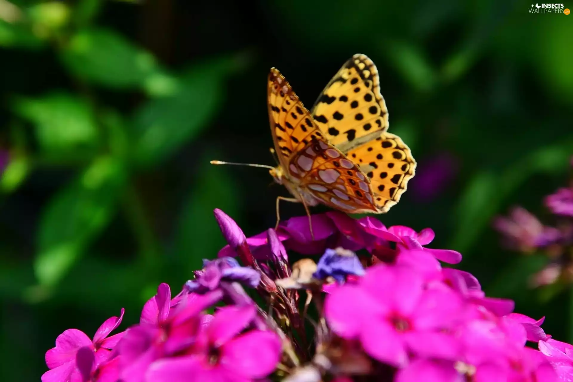 butterfly, Violet, Colourfull Flowers