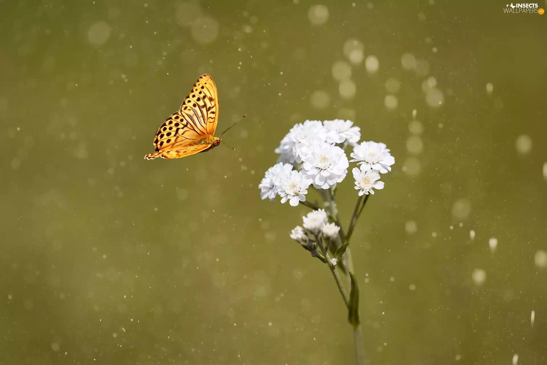 butterfly, White, Colourfull Flowers