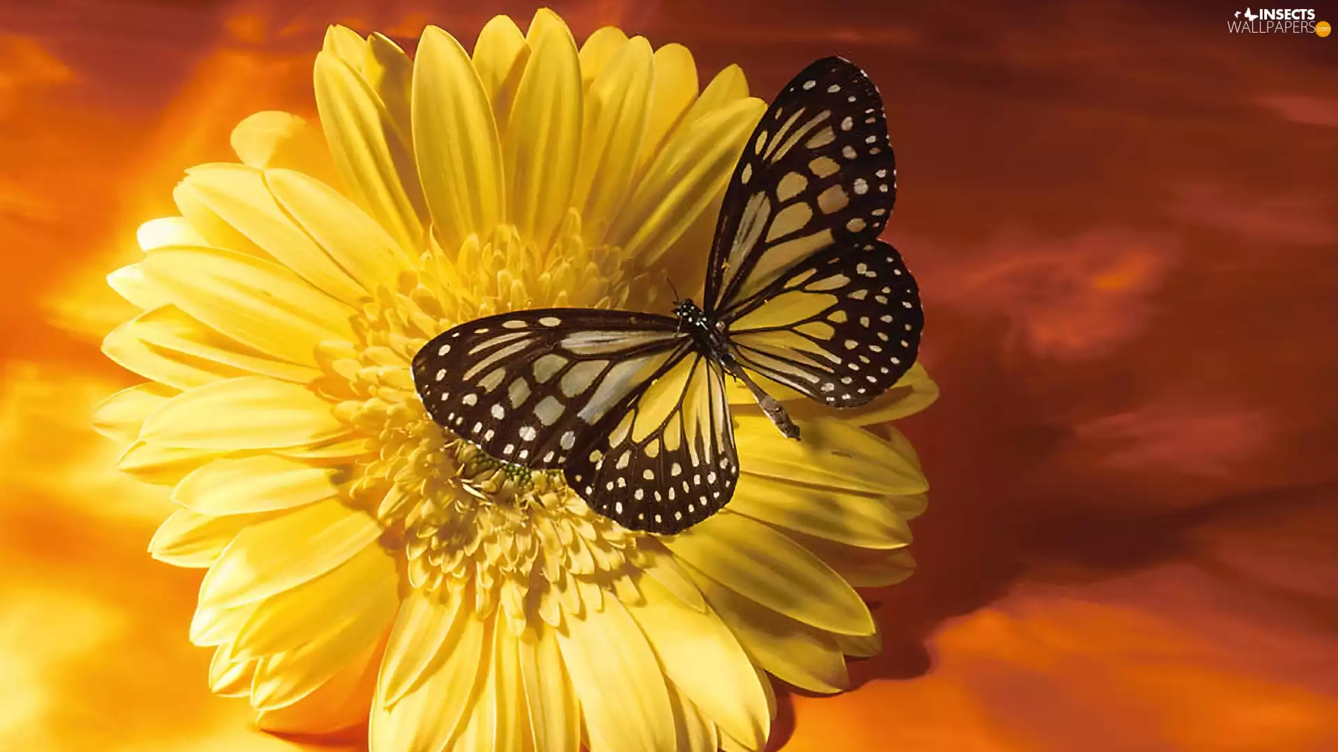 butterfly, Yellow, Colourfull Flowers