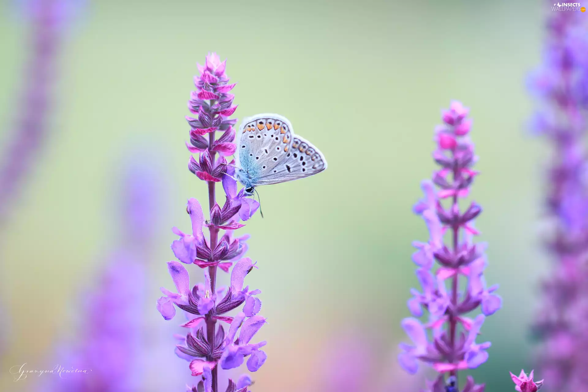 Flowers, Dusky, butterfly