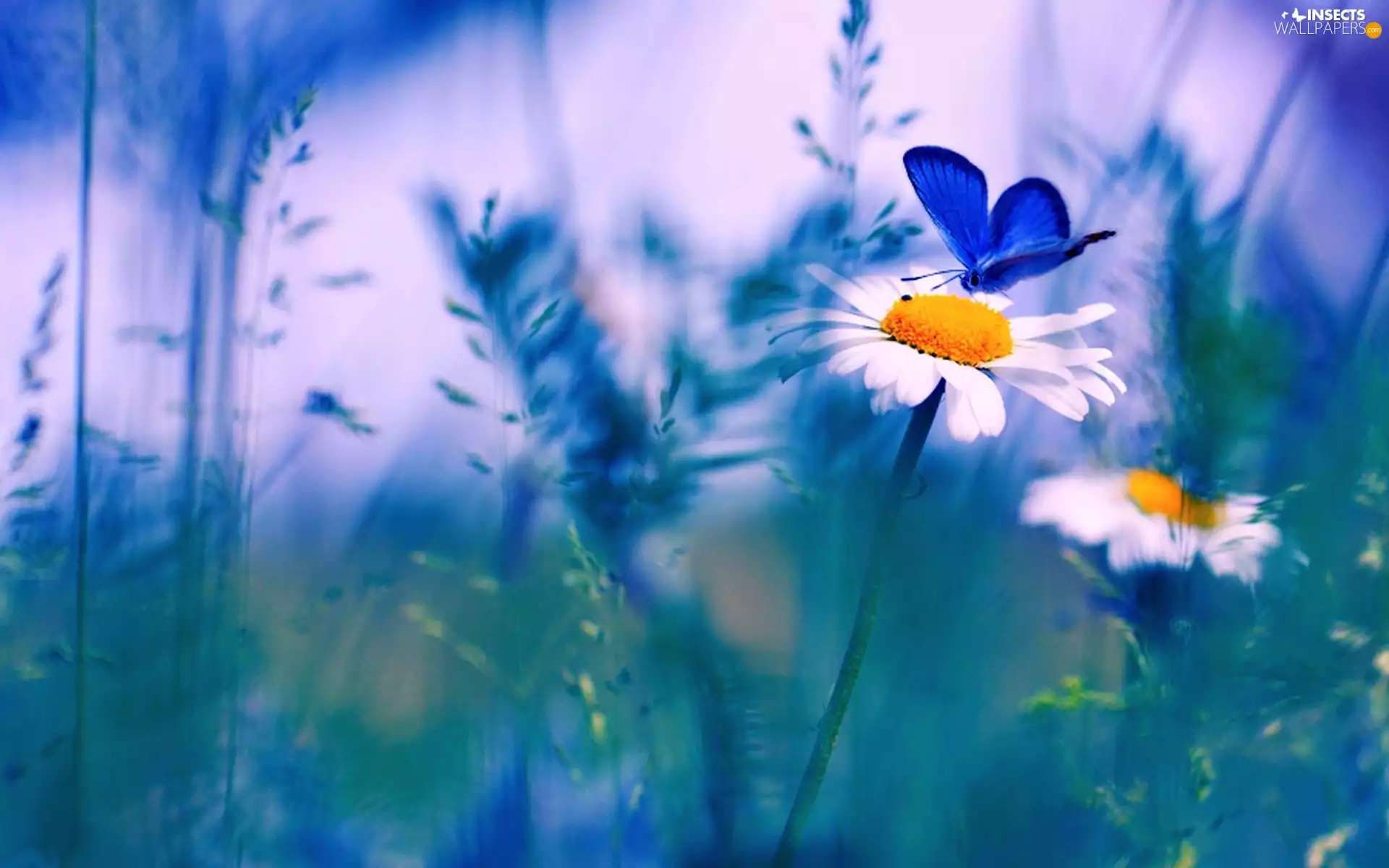 Daisy, grass, butterfly, Flowers, blades, blue, Dusky