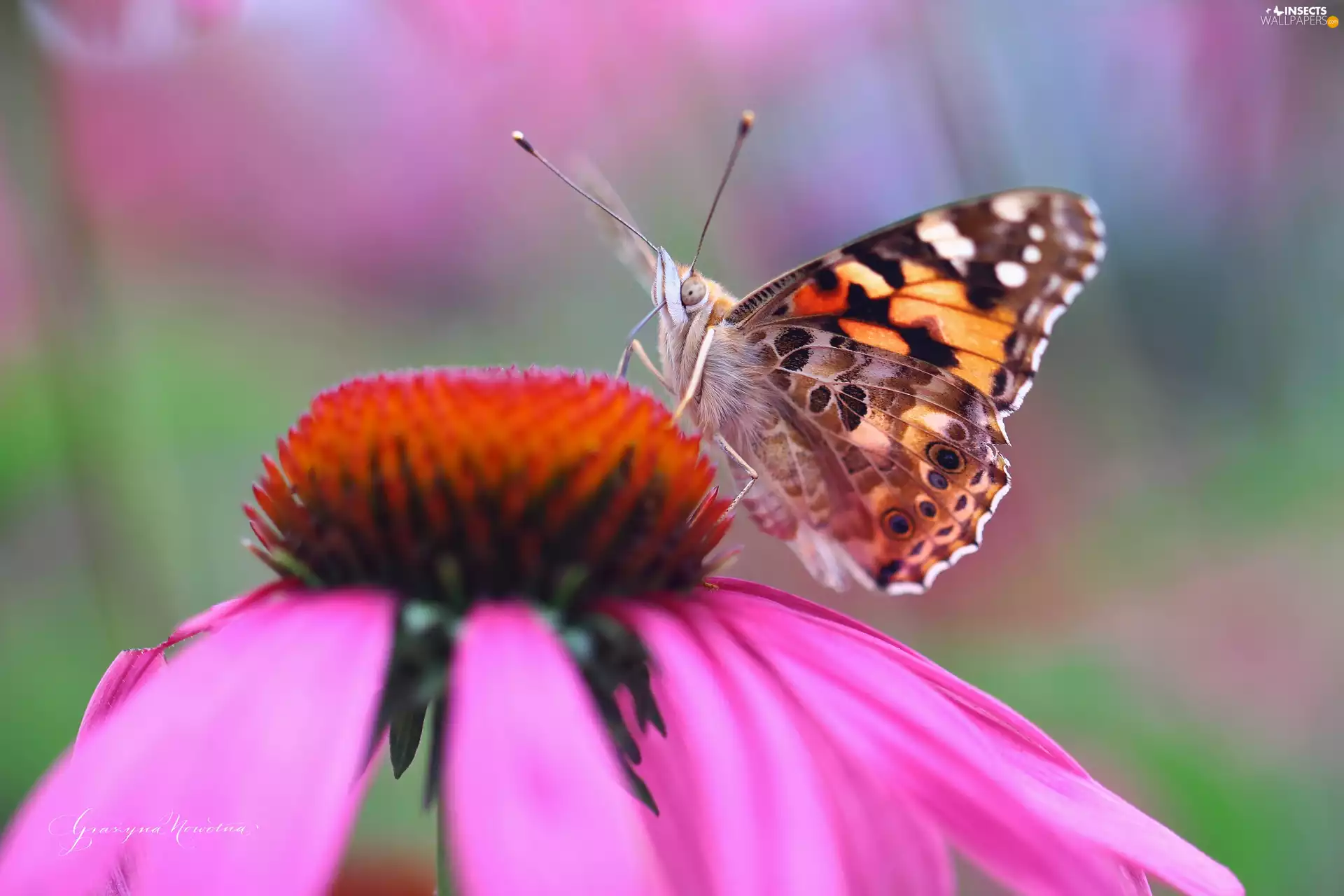 Colourfull Flowers, butterfly, Painted Lady