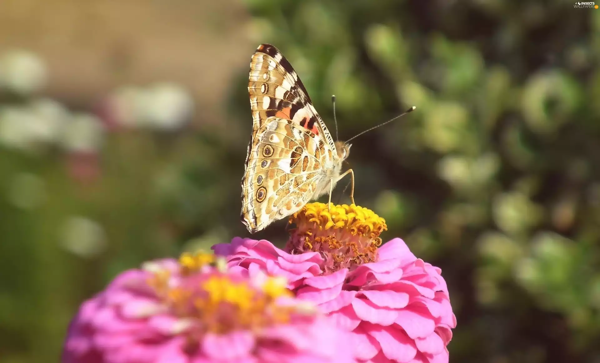 Colourfull Flowers, butterfly, Painted Lady