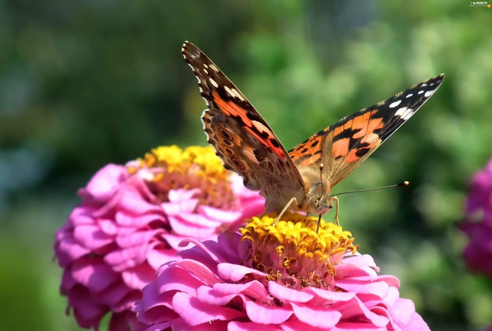 Colourfull Flowers, butterfly, Painted Lady