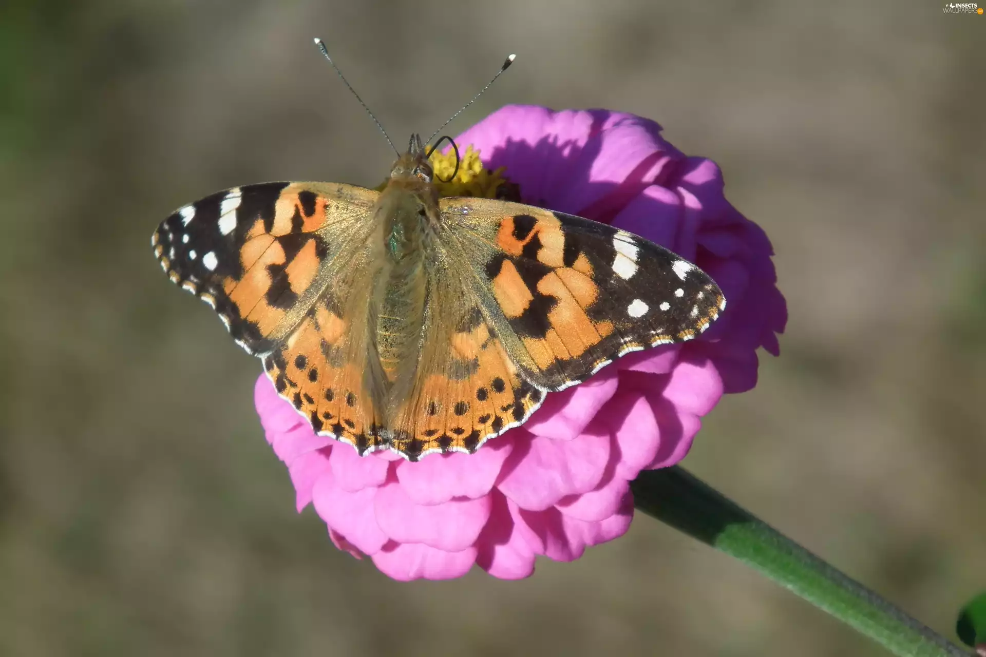 Colourfull Flowers, butterfly, Painted Lady