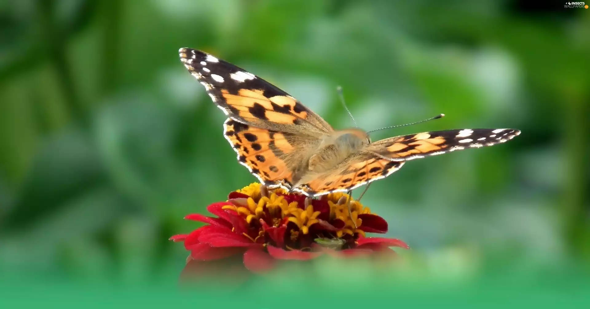 Colourfull Flowers, butterfly, Painted Lady