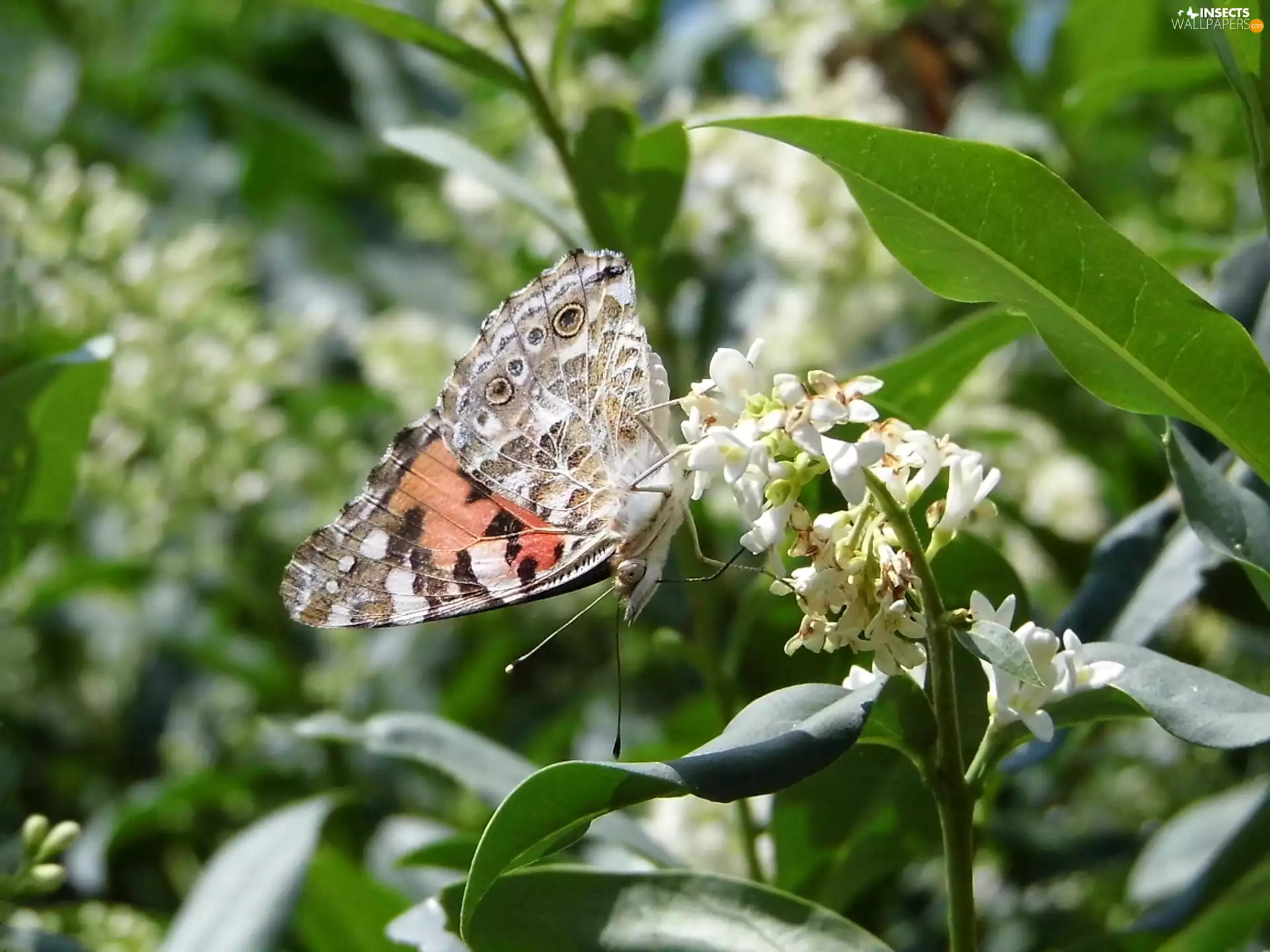 Colourfull Flowers, butterfly, Painted Lady