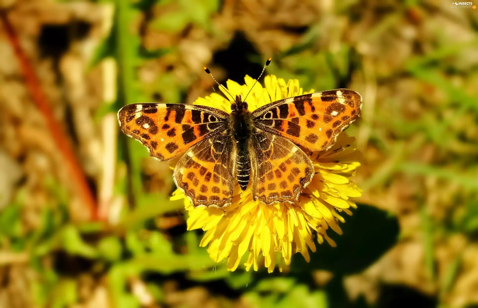 Colourfull Flowers, butterfly, Araschnia levana
