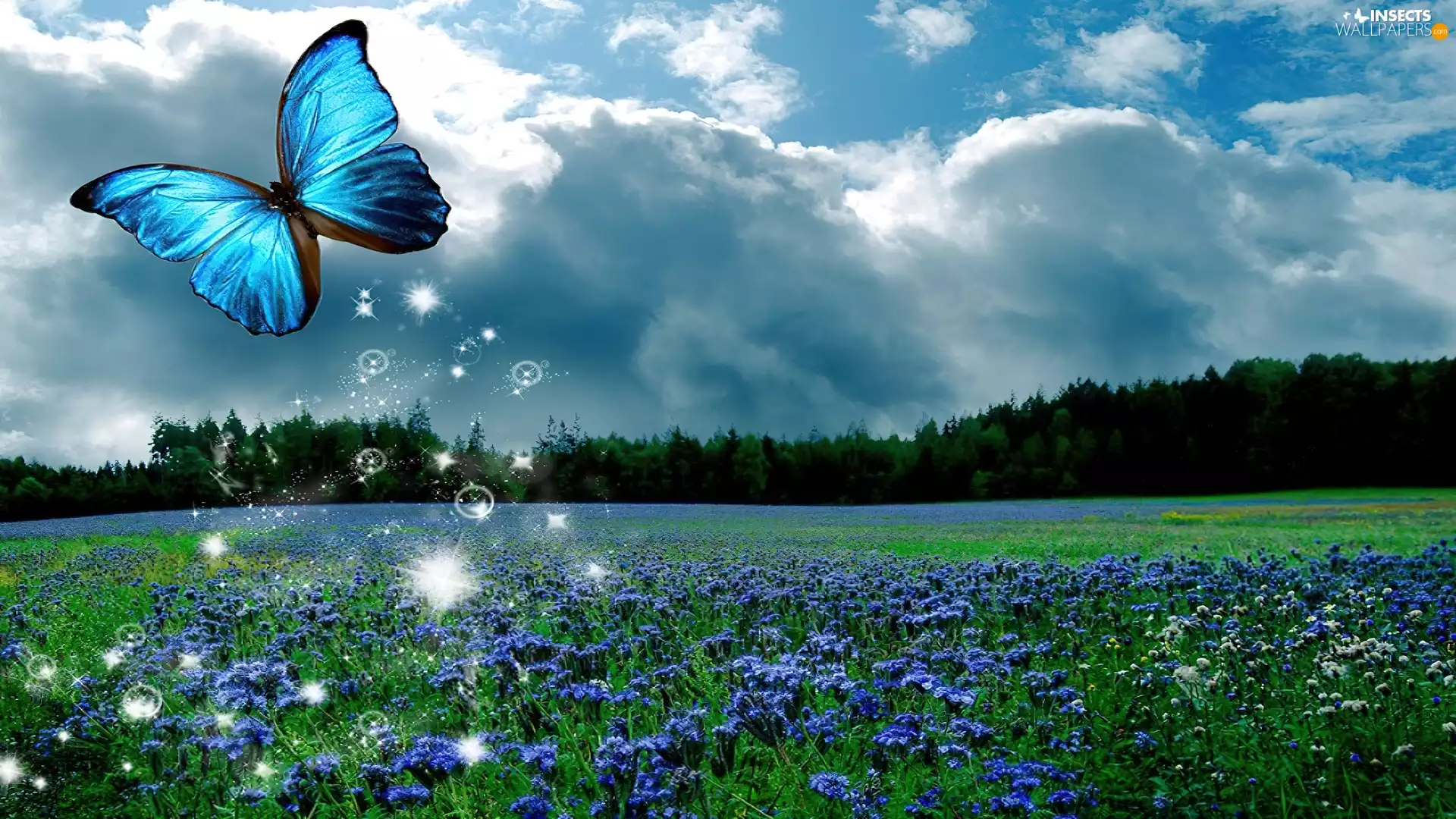 butterfly, grass, Meadow, Flowers