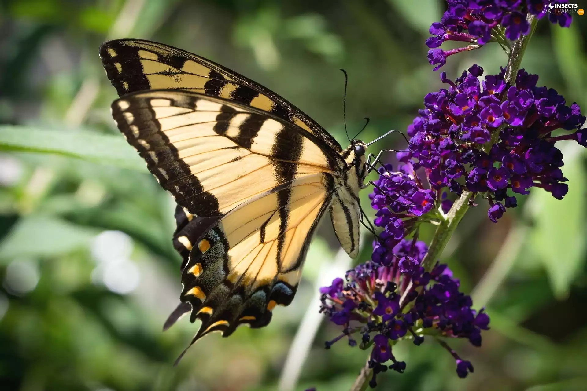 Colourfull Flowers, butterfly, Oct Queen