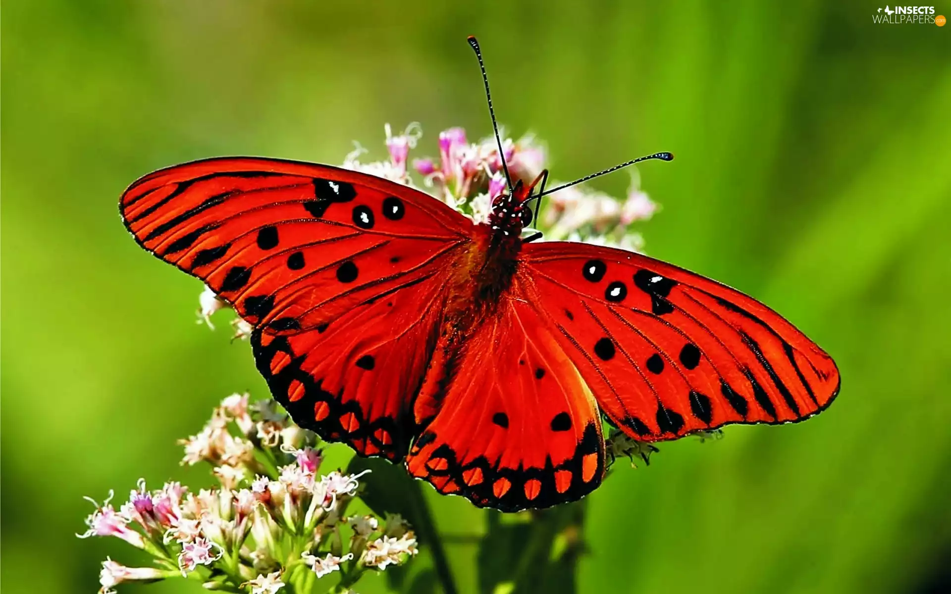 Colourfull Flowers, butterfly, rapprochement, Red