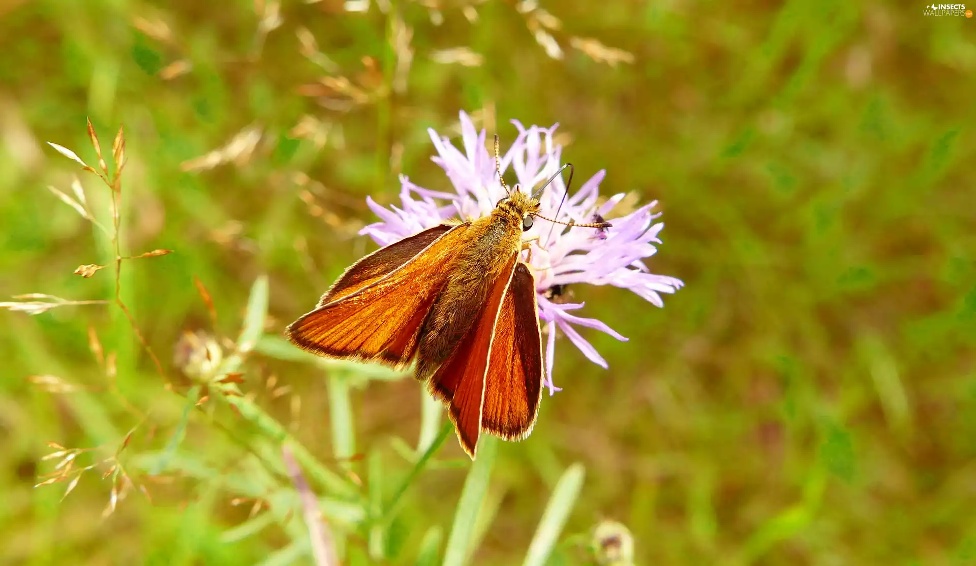 Colourfull Flowers, butterfly, Large Skipper