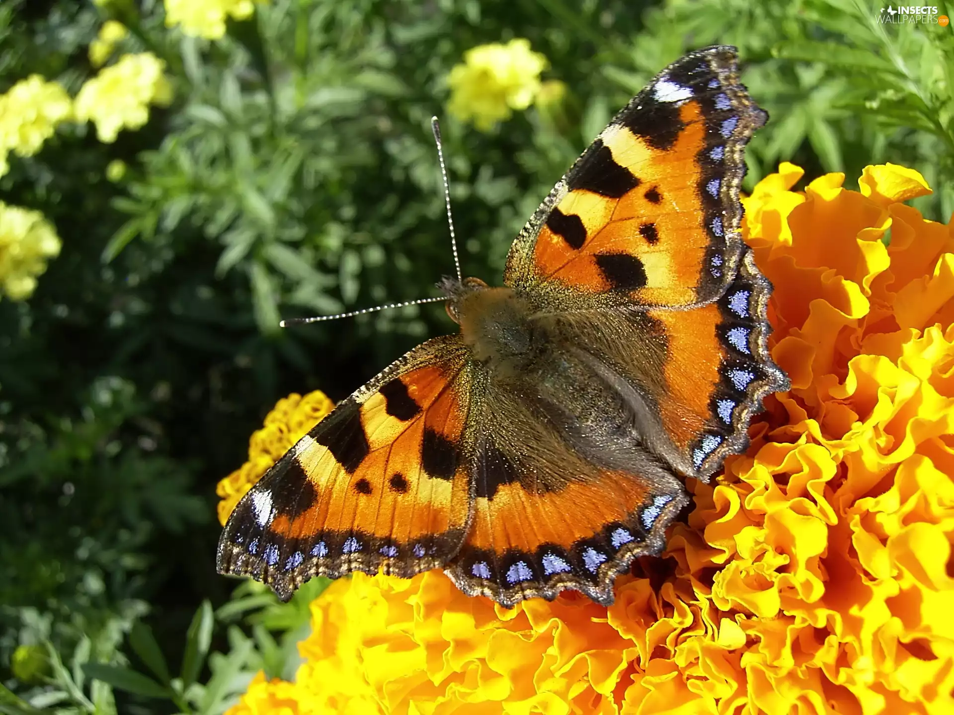 Colourfull Flowers, butterfly, Small Tortoiseshell